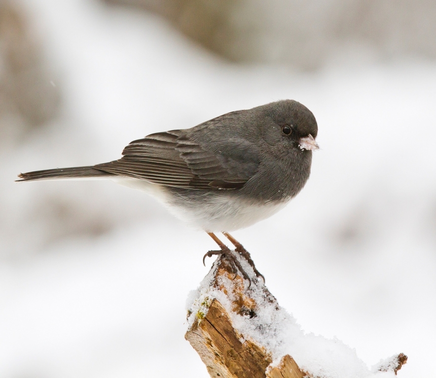 Living a Snowbird Lifestyle With a Mobile Home